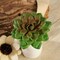 Green 3 Assorted 3" Faux Echeveria Rosettes Succulent Sprays Stems Wedding